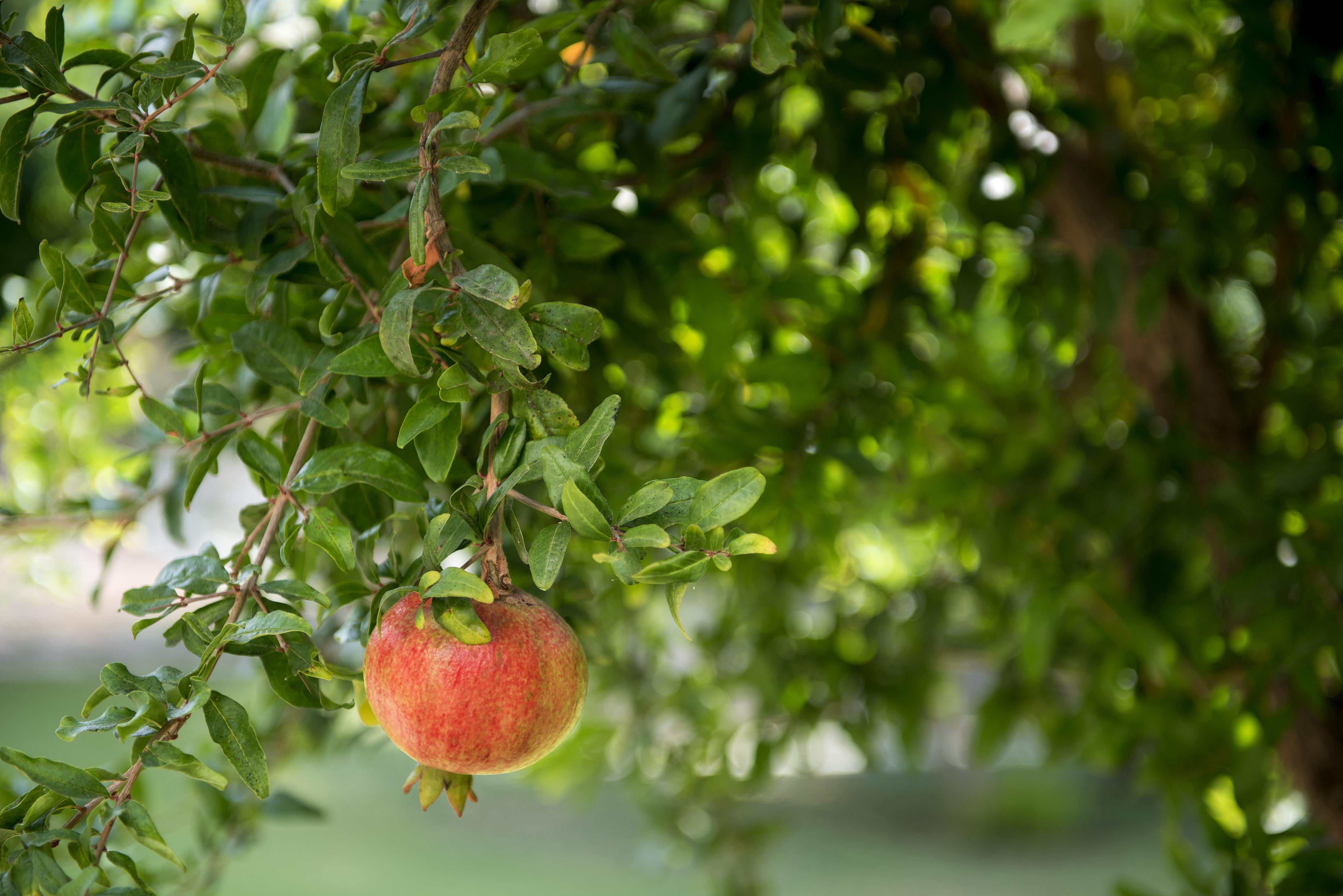 Sentido Kamelya Fulya Hotel & Aqua Colakli エクステリア 写真 Pomegranate tree