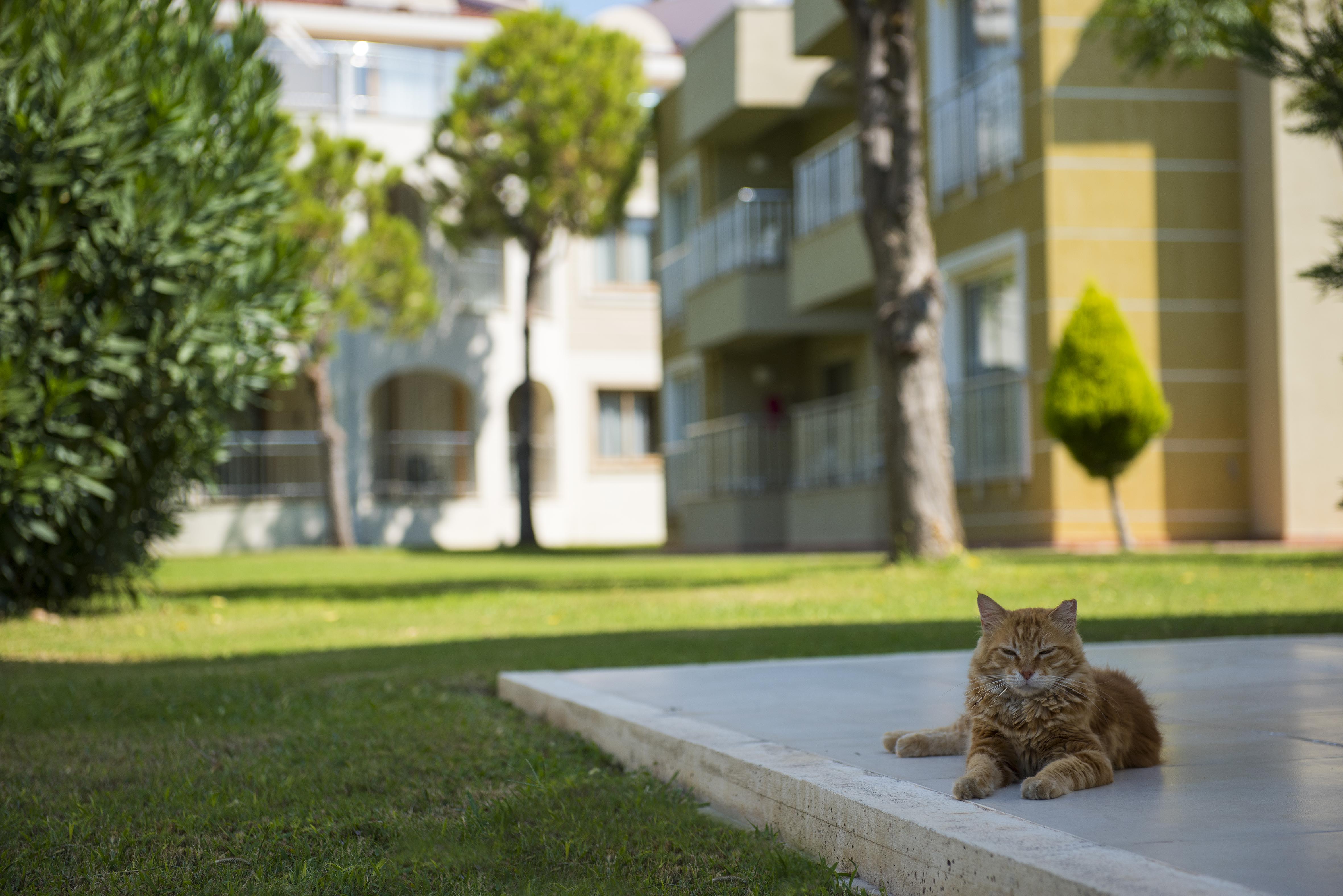 Sentido Kamelya Fulya Hotel & Aqua Colakli エクステリア 写真 A cat in the campus